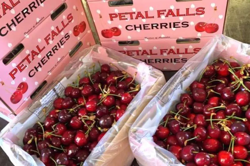 12. Petal Falls Orchard