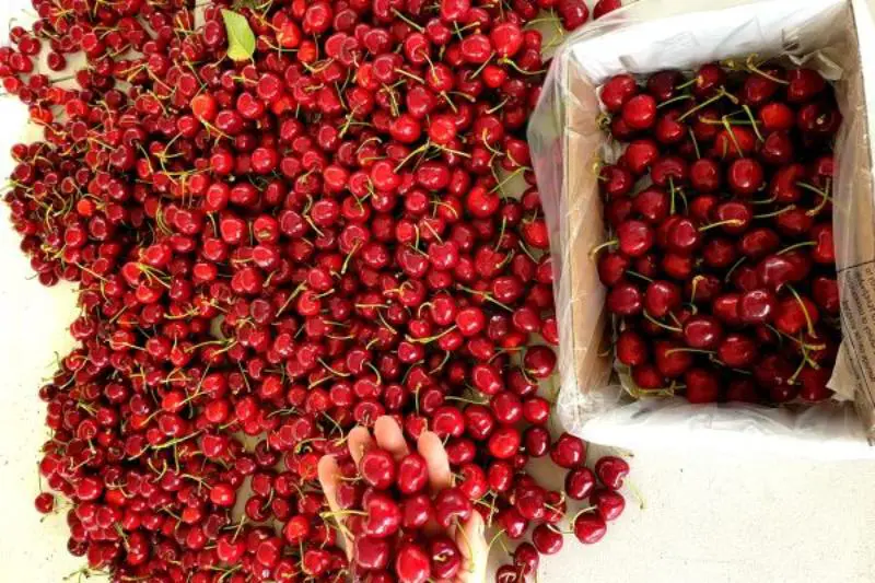 14. Sweet Tooth Farm