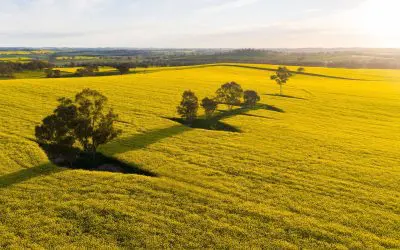CANOLA SEASON IN THE HILLTOPS REGION